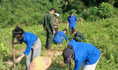 Tuổi trẻ Thiên Phủ hỗ trợ hộ nghèo phát triển kinh tế, trồng quế nâng cao thu nhập
