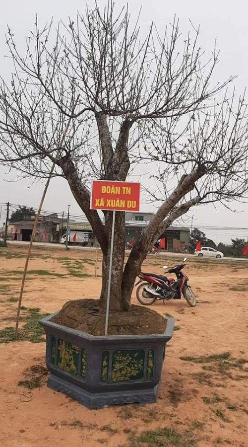 Gốc đ&agrave;o phai nhiều năm tuổi được anh Ho&agrave;ng Văn Tuấn đưa đi triển l&atilde;m tại Lễ hội hoa đ&agrave;o.jpg