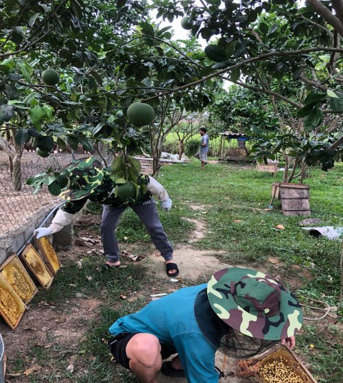 c&acirc;y ăn quả trong trang trại.jpg