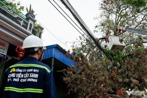 Các công nhân tích cực dọn dẹp cây đổ gãy sau bão.jpg