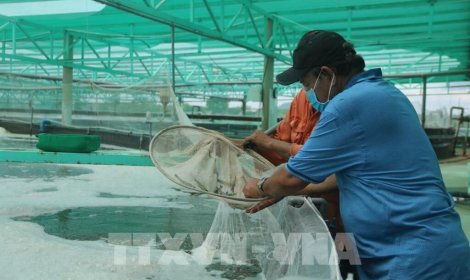 Bộ Nông nghiệp và Môi trường khẩn trương hoàn thành phương án cắt giảm thủ tục hành chính